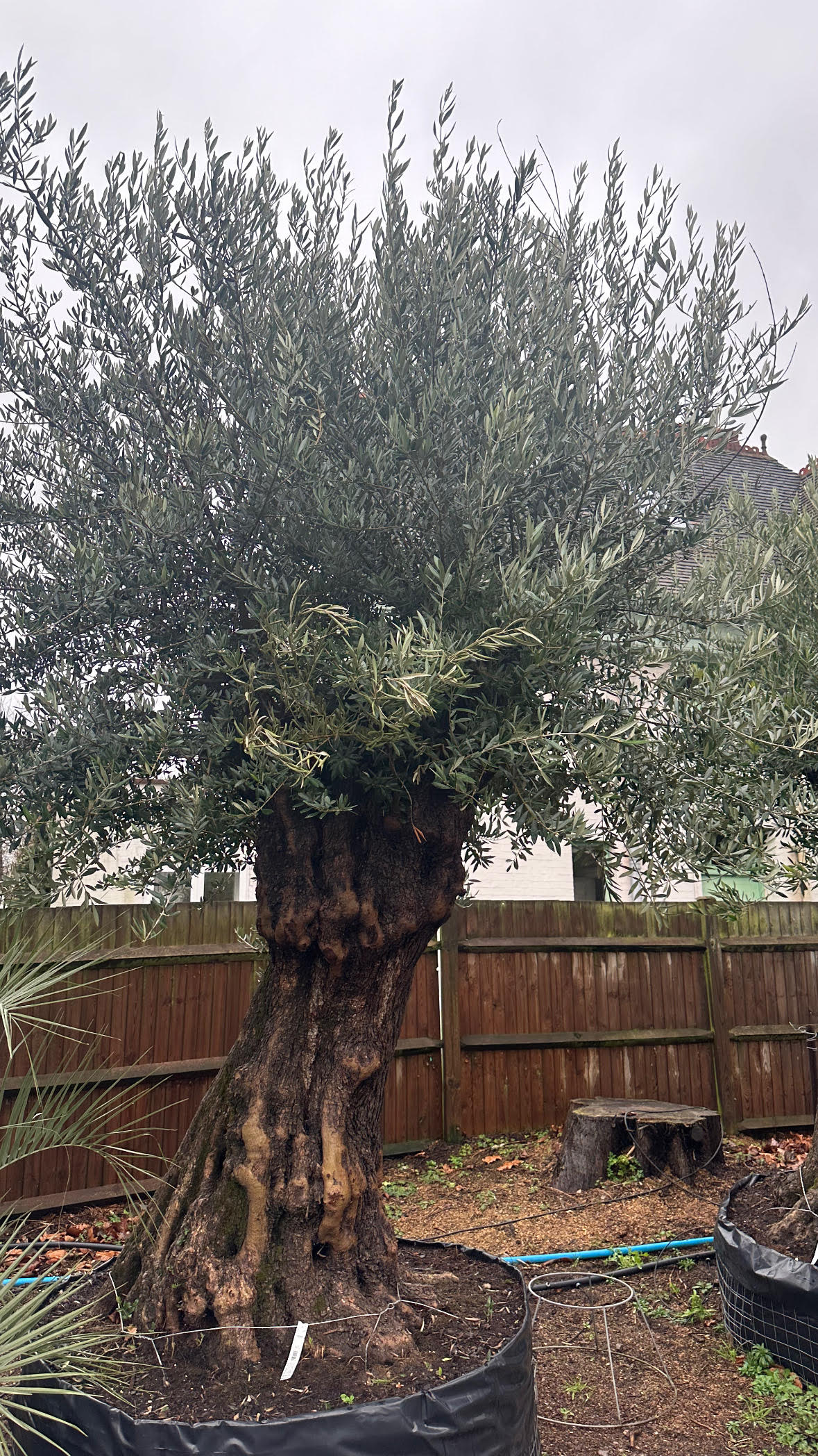 Olive Tree